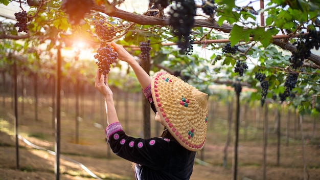 Foto granjero mujer recogiendo uva durante la cosecha de vino