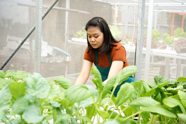 Granjero de mujeres asiáticas jóvenes cuidar de vegetales hidropónicos