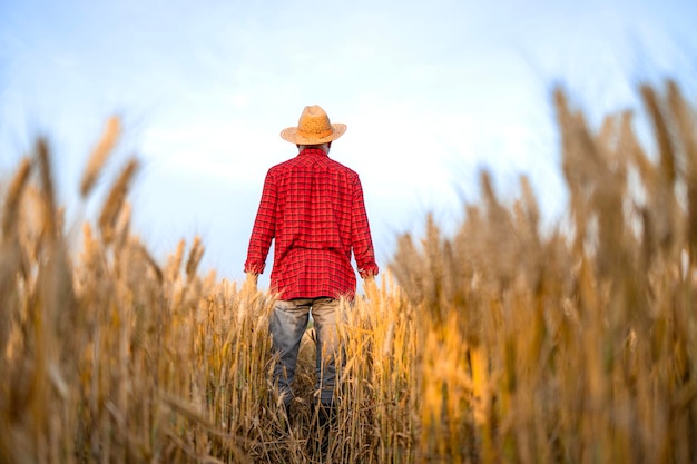 Granjero de pie en el campo de trigo de espaldas a la cámara