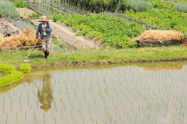 Granjero y plantaciones de arroz en un pequeño pueblo cerca de la línea de tren