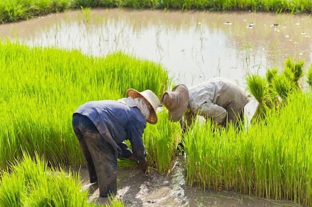 granjero plantando la cosecha en el campo de arroz