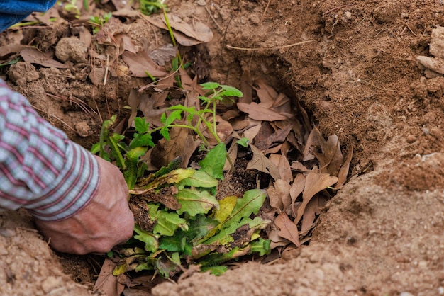 Granjero plantó una plántula de tomate en el suelo