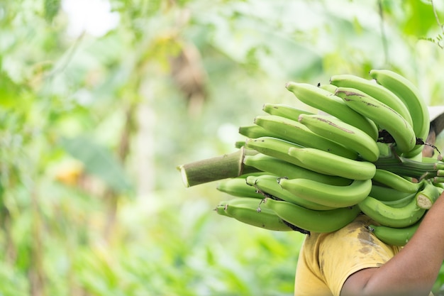 granjero con plátano verde en la granja. Mano de obra que sostiene el plátano verde para la venta.