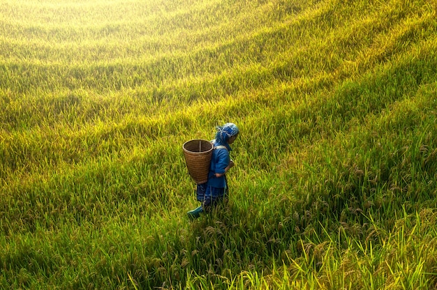 Granjero que camina en campo de arroz en la puesta del sol, paisaje de Mu Cang Chai, Yenbai, Vietnam.