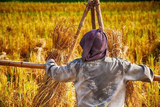 Granjero que cosecha el campo del arroz en el verano Tailandia