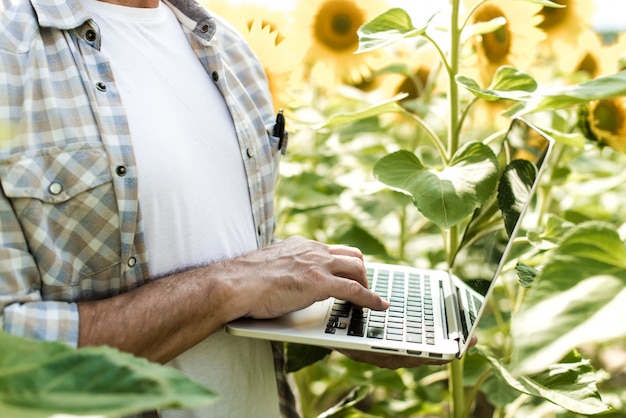 Granjero que examina el día soleado del verano del campo del girasol