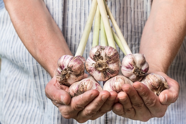 Foto granjero que sostiene la cosecha fresca de las verduras del ajo