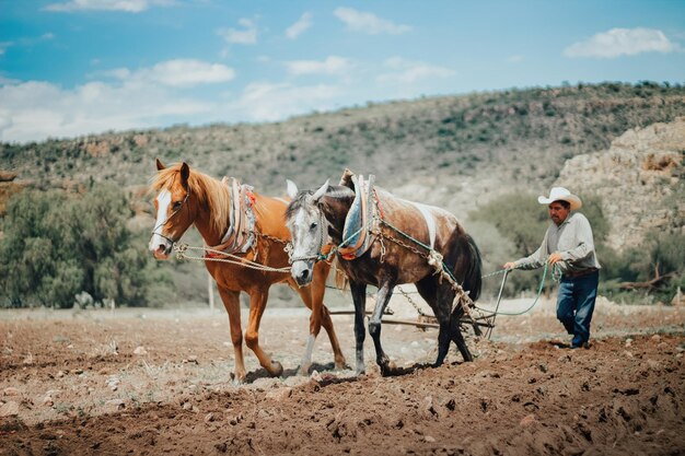 Granjero que trabaja con caballos en su granja.