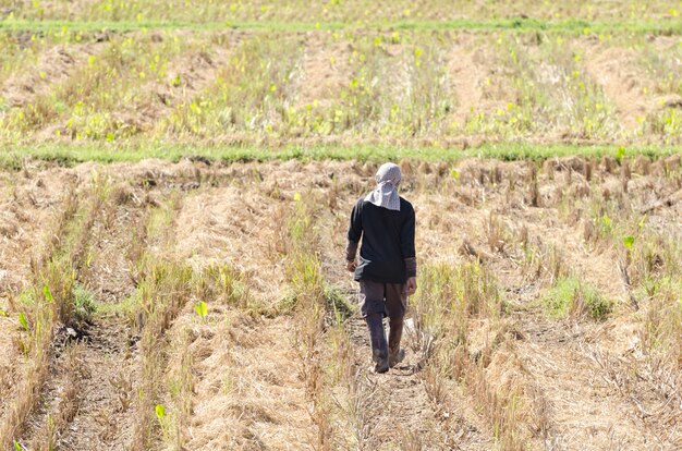 granjero que trabaja en el campo de arroz