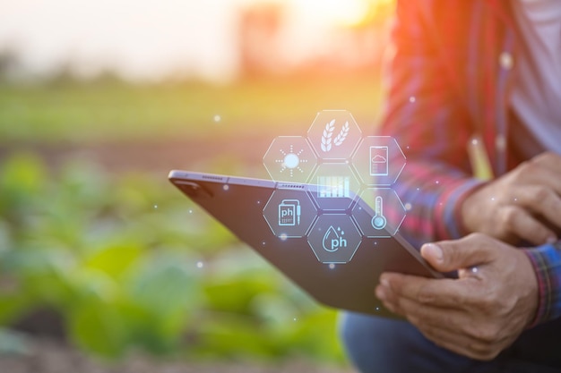 Granjero que trabaja en el campo del tabaco El hombre está examinando y usando una tableta digital para planificar o analizar la gestión de la planta de tabaco después de plantar Tecnología para la agricultura Concepto