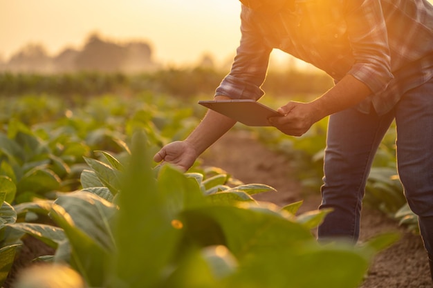 Granjero que trabaja en el campo del tabaco El hombre está examinando y usando una tableta digital para planificar o analizar la gestión de la planta de tabaco después de plantar Tecnología para la agricultura Concepto