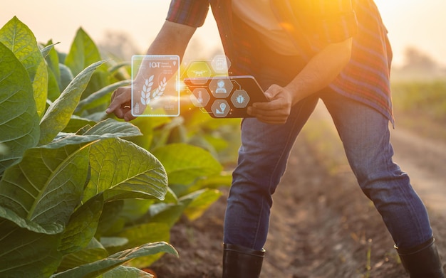 Foto granjero que trabaja en el campo del tabaco el hombre está examinando y usando una tableta digital para planificar o analizar la gestión de la planta de tabaco después de plantar tecnología para la agricultura concepto