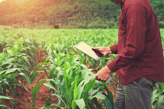 Granjero que usa la tableta que comprueba datos del campo de maíz de la agricultura