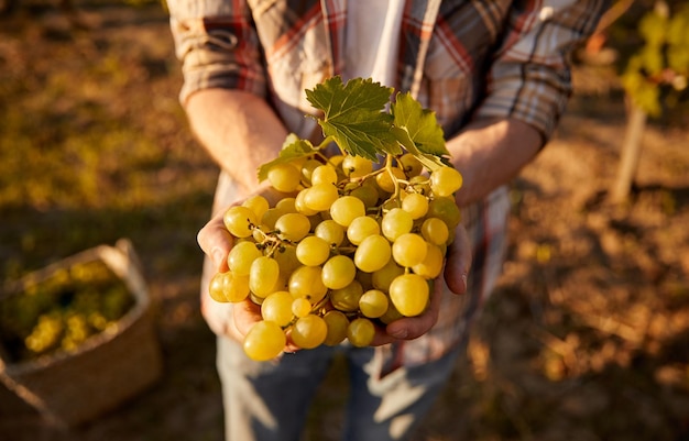 Granjero con racimo de uvas