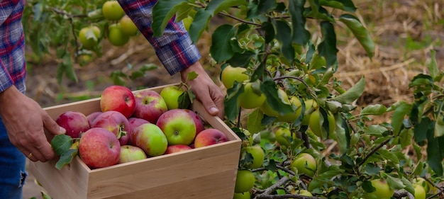 El granjero recoge manzanas en el jardín en una caja de madera.