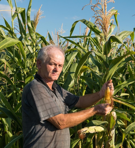 Foto granjero recogiendo maíz en un campo