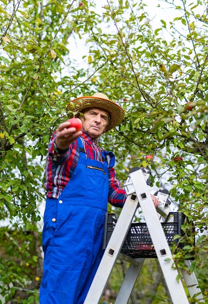 Granjero recogiendo manzanas del árbol en el huerto Granjero guapo trabajando en el campo y cosechando manzanas