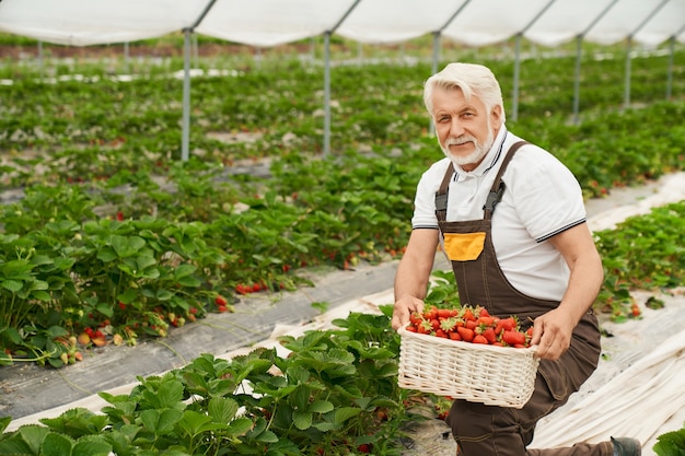 Granjero de rodillas cosechando fresas maduras