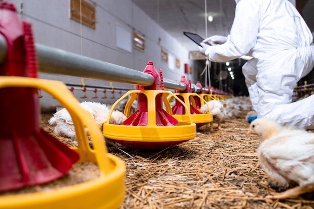 Granjero en ropa estéril que controla el sistema de alimentación de pollos en una granja avícola moderna.