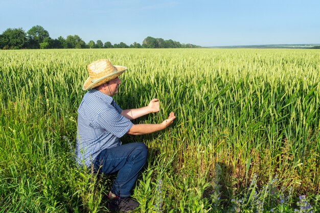 Granjero senior en un campo de trigo comprueba la futura cosecha durante la temporada de crecimiento. Idea de cuidado de plantaciones.