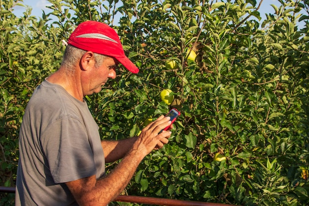 Granjero senior en gorra roja con móvil y recogiendo manzanas Concepto de agricultura