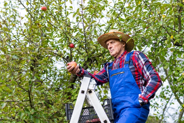 Granjero senior con sombrero de paja parado en la escalera y sosteniendo manzana roja en el huerto durante la cosecha a fines del verano Ángulo bajo