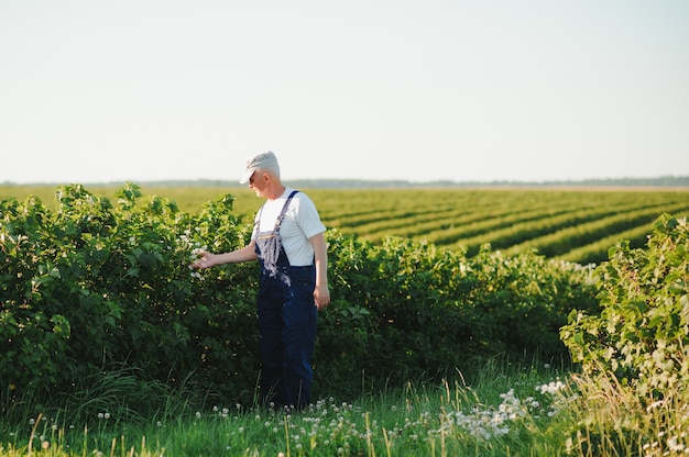 Granjero senior trabajando en un campo en un día de verano