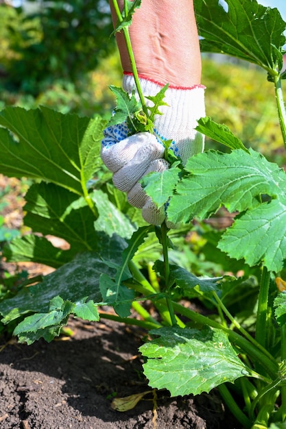 Granjero de sexo femenino que trabaja en el jardín. Una mujer arranca las malas hierbas en un huerto orgánico. Primer plano de las manos.