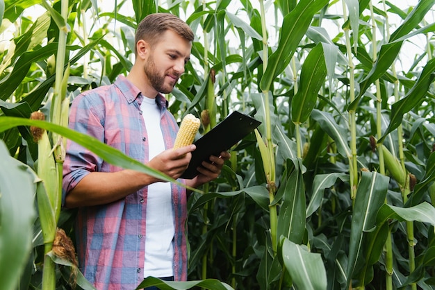 Granjero de sexo masculino que controla las plantas en su granja. Concepto de agronegocios, ingeniero agrícola de pie en un campo de maíz con una tableta, escribe información. Agrónomo inspecciona cultivos, plantas.