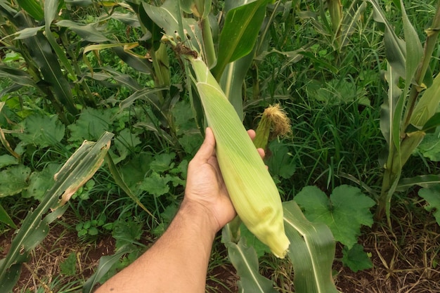 Granjero sosteniendo una mazorca de maíz en el campo de la plantación concepto de vacaciones de primavera del día de la tierra