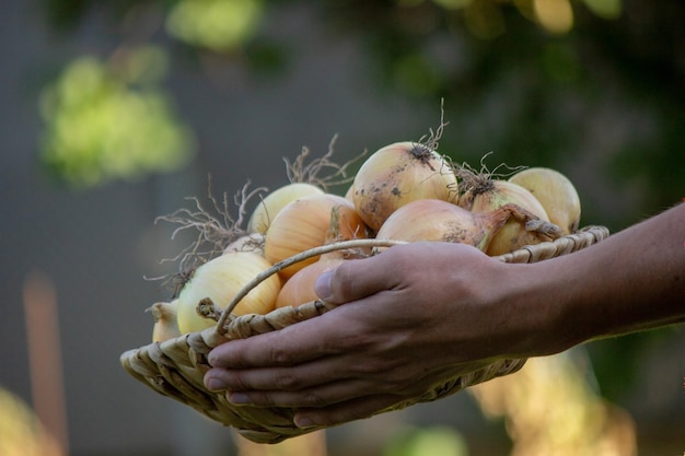 el granjero sostiene una canasta con cebollas en sus manos Enfoque selectivo naturaleza