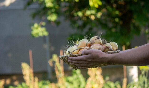 el granjero sostiene una canasta con cebollas en sus manos Enfoque selectivo naturaleza