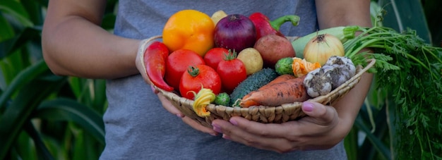 el granjero sostiene una canasta de verduras en sus manos Enfoque selectivo naturaleza