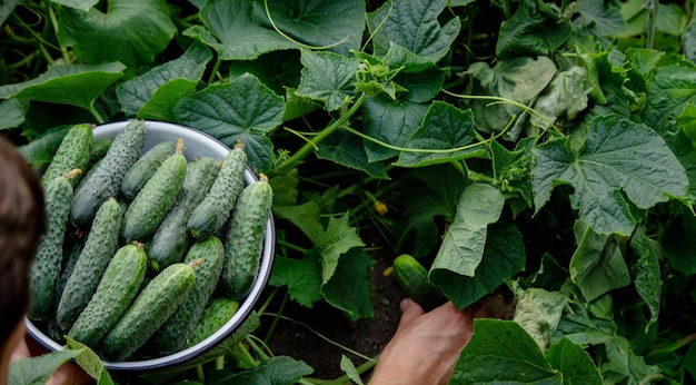 Foto el granjero sostiene pepinos en sus manos al fondo del jardín.