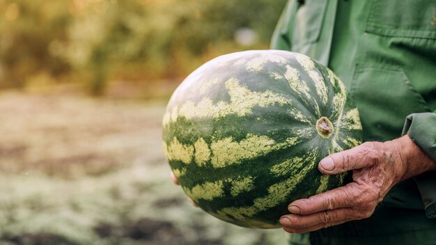 Un granjero sostiene una sandía fresca. Alimentos, hortalizas, agricultura.