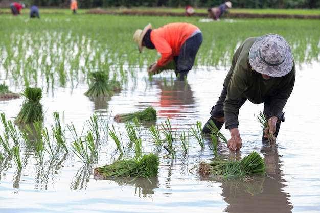 Granjero tailandés en el campo de arroz