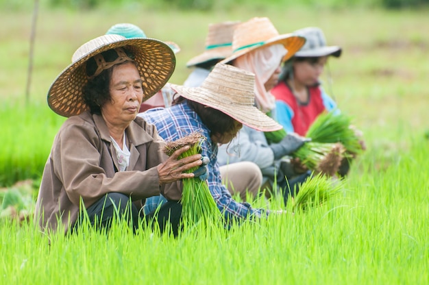 Granjero tailandés que planta en las tierras de labrantío del arroz de arroz