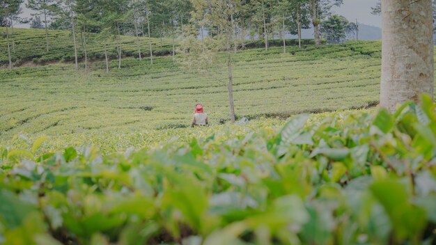 Granjero de té comprobando su té