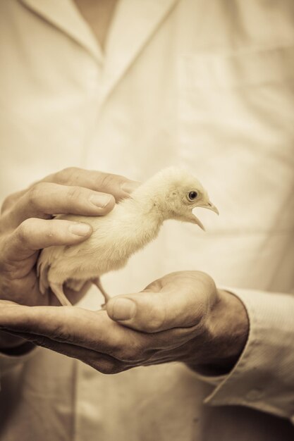 Foto granjero, tenencia, un, bebé, pavo