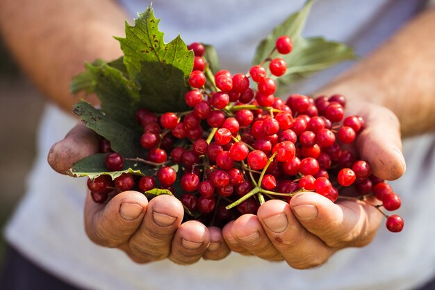 Granjero tiene bayas de viburnum