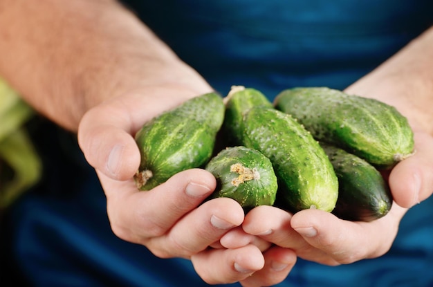 Granjero tiene pepinos orgánicos frescos en sus manos Concepto de cosecha vegetal