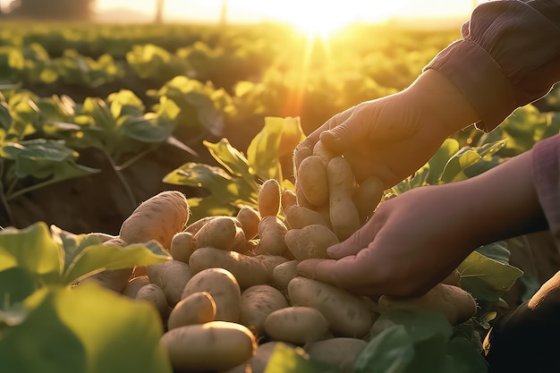 El granjero tiene en sus manos una cosecha de patatas en el jardín