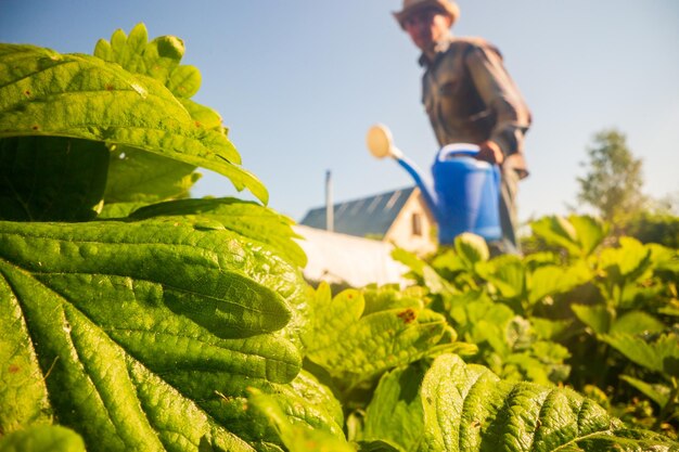 Un granjero con una tina de riego de jardín está regando plantas de verduras en verano Concepto de jardinería Plantas agrícolas que crecen en fila de cama