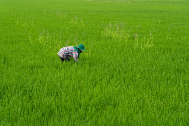 Foto el granjero está trabajando en los campos de arroz