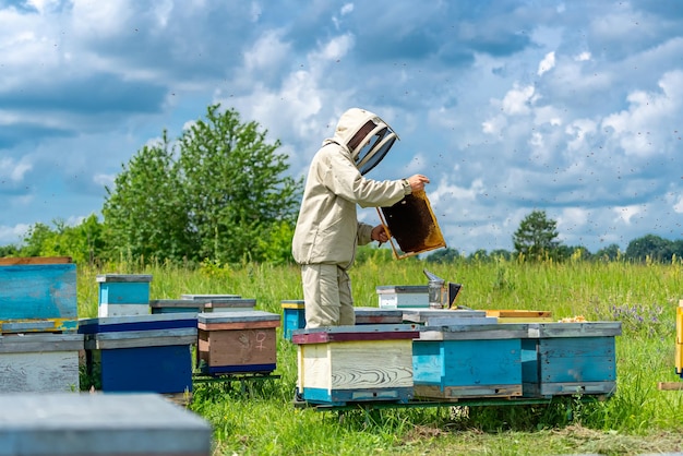 Granjero en traje protector trabajando en el campo de abejas Trabajador llevando a cabo las colmenas de abejas