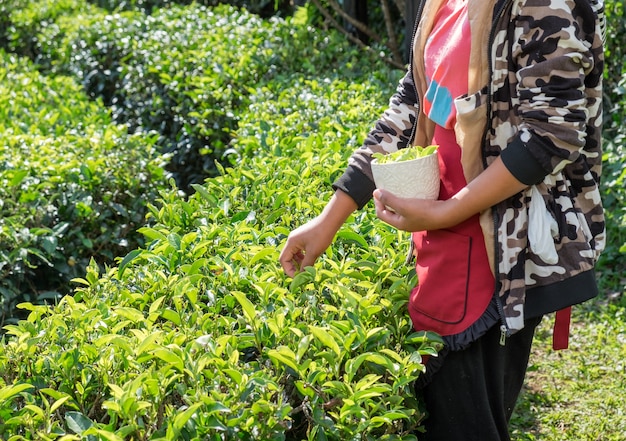 Granjero de la tribu chica recogiendo hojas de té en la plantación