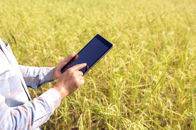 Granjero usando tecnología de tableta inspeccionando arroz creciendo en granja