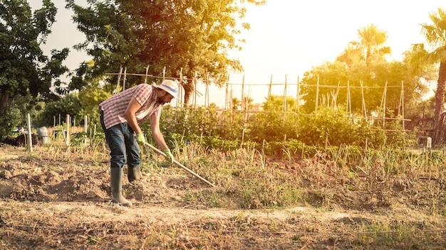 granjero, utilizar, azada, para, recoger, papas, en, campo agrícola, granja agrícola