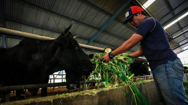 Foto los granjeros de medan, indonesia, alimentan a sus vacas con hierba verde.