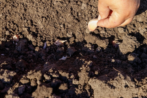 Los granjeros plantan ajo a mano en la huerta